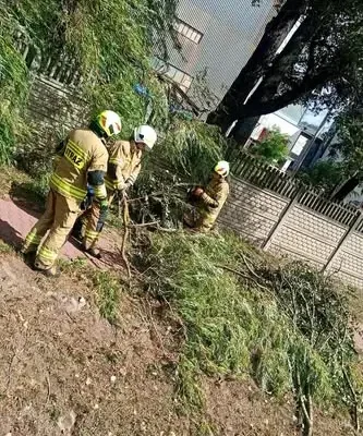 Strażacy w Opocznie usuwają powalone drzewo na ulicy Piotrkowskiej