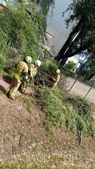 Strażacy w Opocznie usuwają powalone drzewo na ulicy Piotrkowskiej