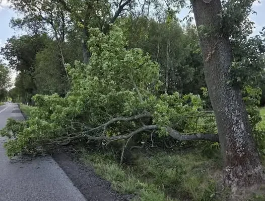 OSP Żarnów interweniowało przy powalonym konarze na DW 746 w Bronowie