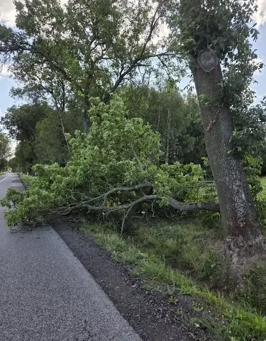 OSP Żarnów interweniowało przy powalonym konarze na DW 746 w Bronowie