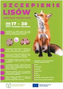Jesienna akcja szczepienia lisów w województwie łódzkim