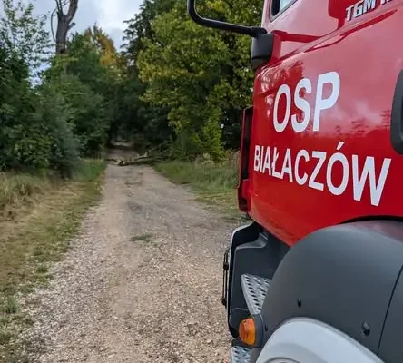 Strażacy usuwają powalone drzewo z jezdni w Białaczowie