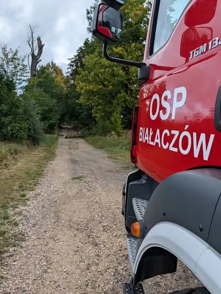 Strażacy usuwają powalone drzewo z jezdni w Białaczowie