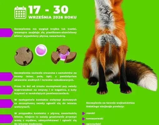 Jesienna akcja szczepienia lisów w powiecie opoczyńskim – ważne informacje dla mieszkańców
