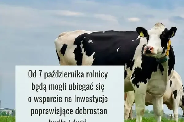 Nabór na inwestycje poprawiające dobrostan bydła i świń – nawet 150 tys. zł wsparcia