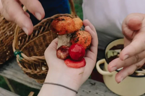 Niewybuch w lesie pod Opocznem. Policja ostrzega grzybiarzy
