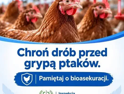 Grypa ptaków: Główny Lekarz Weterynarii apeluje o bioasekurację w gospodarstwach