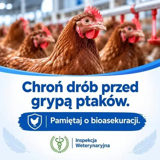 Grypa ptaków: Główny Lekarz Weterynarii apeluje o bioasekurację w gospodarstwach